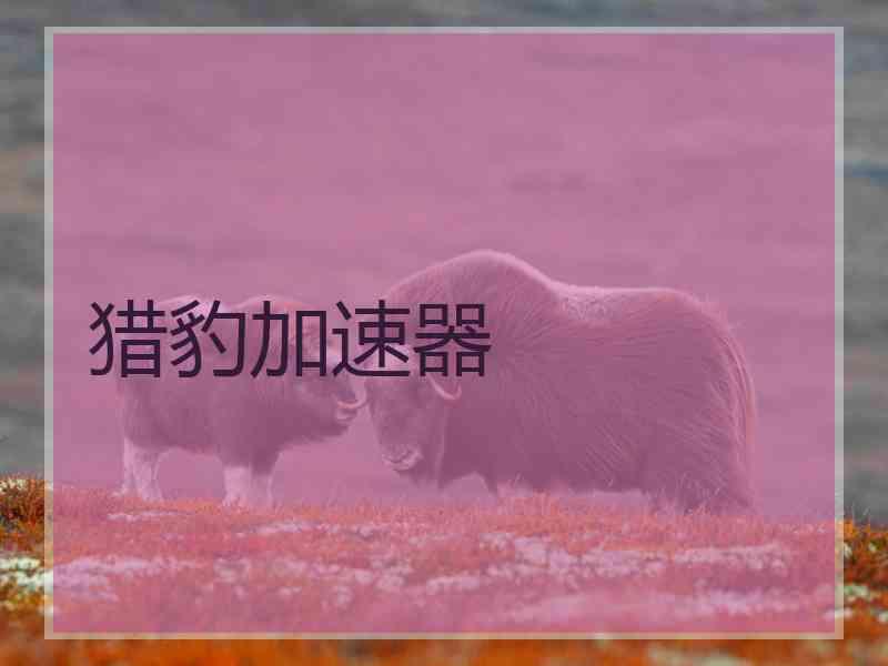 猎豹加速器